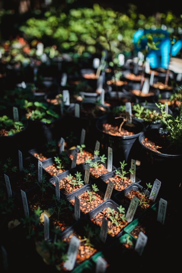 plant-biologique-potager pépiniériste bio dans le Perche