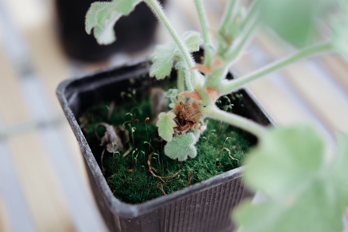 plant-fleuri-bio-geranium